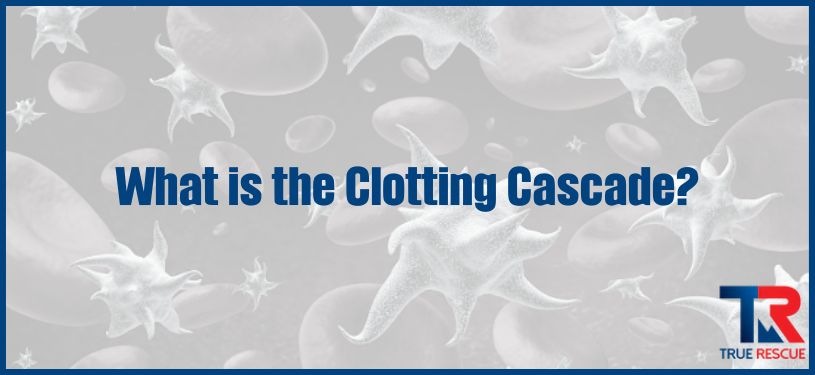 What Is the Clotting Cascade?